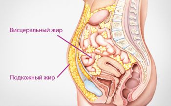 висцеральный жир